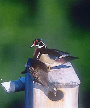 Wood Ducks examine Coveside Duck House - Dr Gerald Barrack, Allendale, NJ